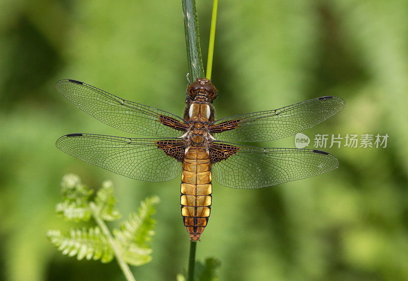 雌性宽体追逐者(Libellula depressa)